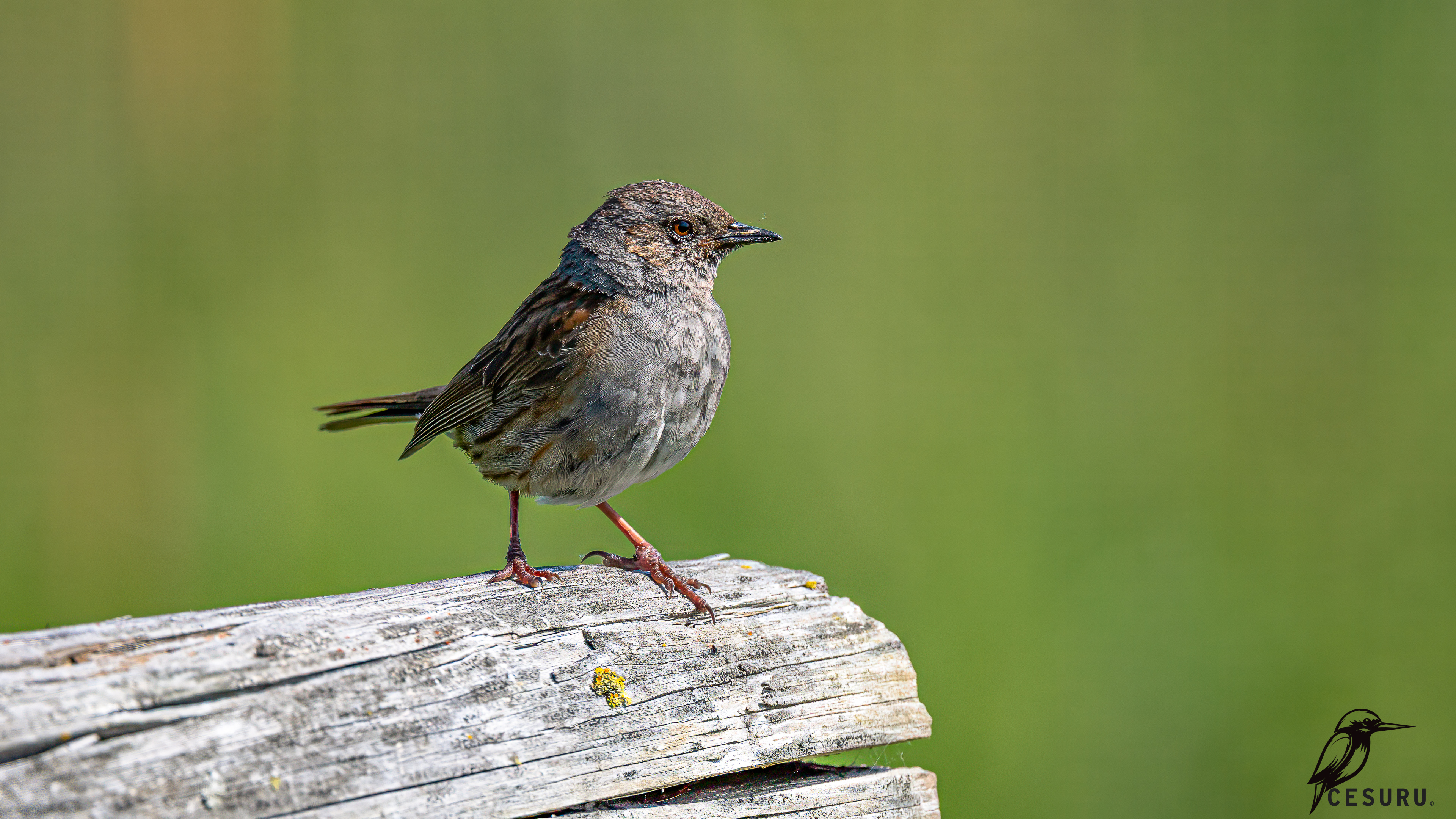 Dunnock